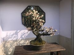 -香雪海