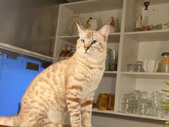 -Cappucimeow猫咪咖啡馆(韦伯时代店)