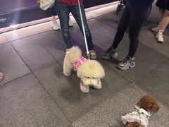 -瑞虹新天地月亮湾