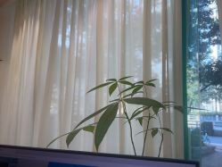 -碧莲盛·不剃发植发