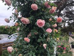 -三圣花乡旅游区