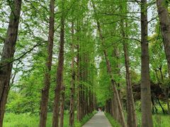 -上海滨江森林公园