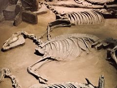 -洛阳周王城天子驾六博物馆