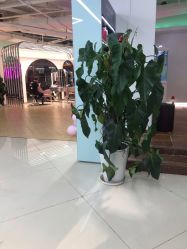 -BULB STUDIO 巴柏明星发型工作室