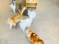 -飞行喵MR PILOT|猫舍·猫咖(静安大融城店)