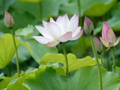 -荔湾湖公园