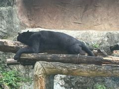 -清迈夜间动物园