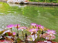 -云溪植物园