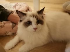 -滚猫咖啡·猫咖·猫友好撸猫(未来城店)