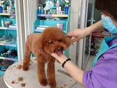 -北京观赏动物医院·24小时大型综合·猫专科·异宠专科