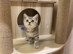 -喜多萌中农锦绣动物医院24H·猫科·牙科MRI·CT