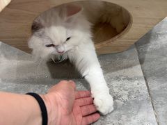 -楼上猫咖(罗湖店)