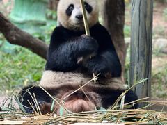 -广州长隆野生动物世界
