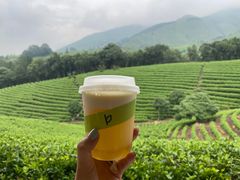 -白茶原·一片叶子