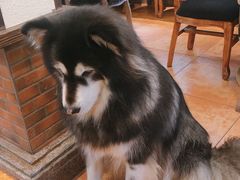 -more than meow吴止猫主题餐厅(承德 中船汇店)