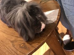 -藦茜花园宠物主题亲子互动体验馆(国顺东路店)