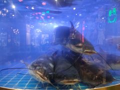 -蛙一刀·麻椒鱼火锅(金仙桥店)