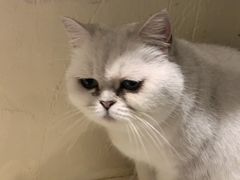 -猫小院猫主题咖啡厅(北锣店)