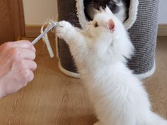 -猫腻·猫咖·撸猫馆(星光大道店)