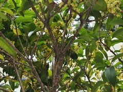 -漆黑觉米粉(三里屯店)