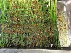 -古彭7只羊·招牌白串·碳锅羊肉旗舰店