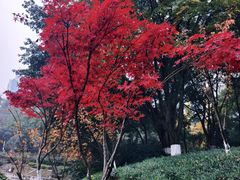 -百林公园-两江幸福广场