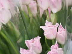 -循礼门鲜花花市(武汉循礼门店)