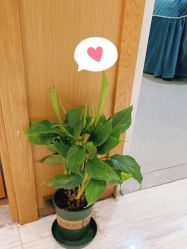 -苑苑vbeauty科技美容SPA