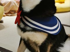 -逗柴咖啡屋·狗咖猫咖宠物桌游