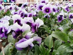 -二姐卤煮(南十里居店)