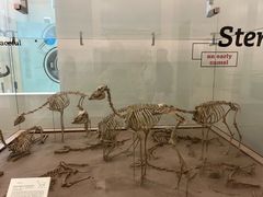 -美国自然历史博物馆