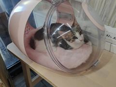 -爱侣宠医·鹦鹉专科·小型哺乳类·异宠专科(灵石路店)