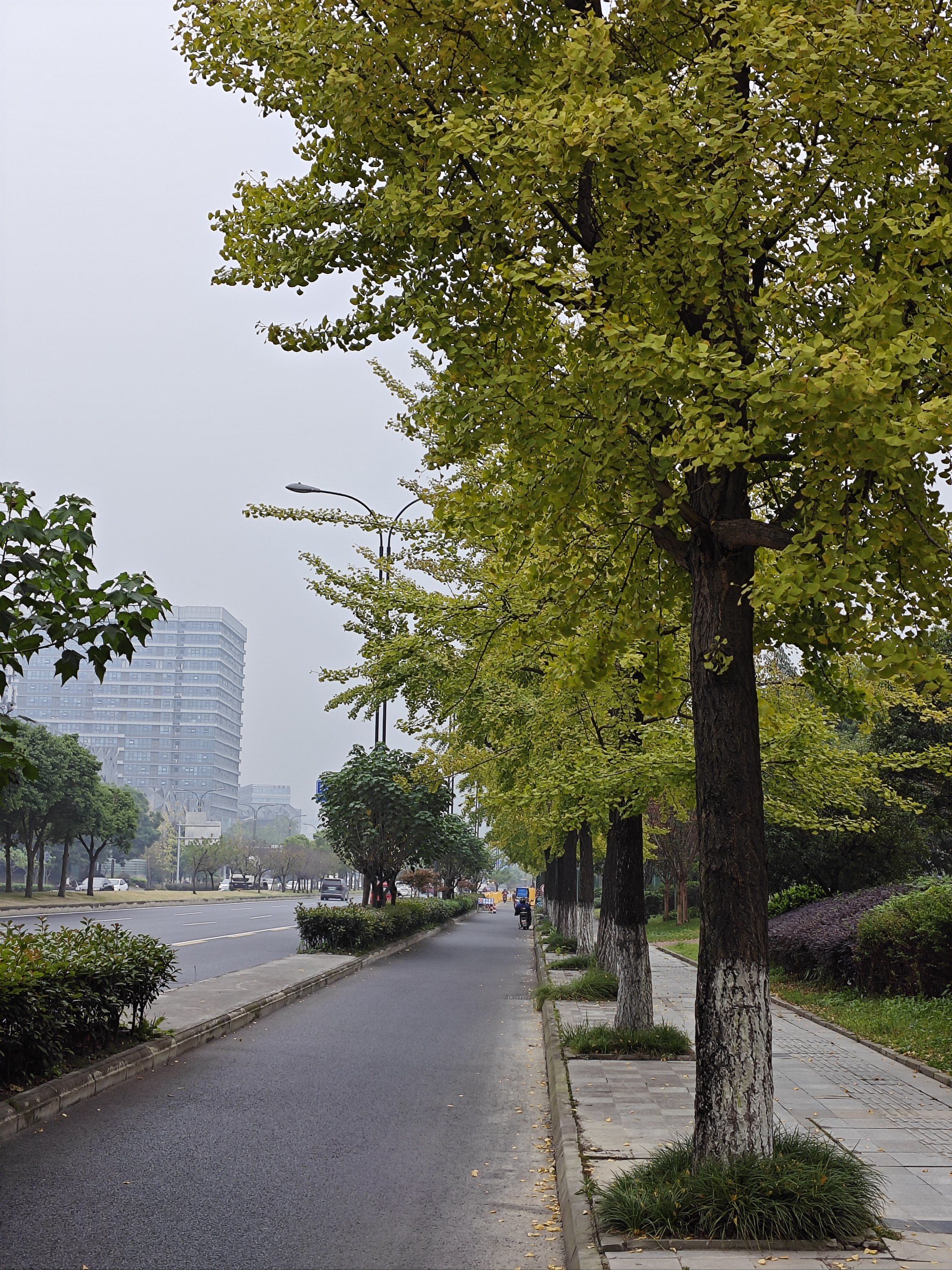 秋街景色随手拍