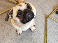 -喜柴咖啡·柴犬狗咖