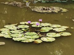 -曼听御花园