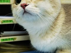 -纳吉亚猫专科动物诊疗中心(蒋宅口分院)