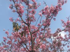 -福建鲤鱼洲酒店