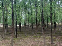 -滨湖塘西河公园