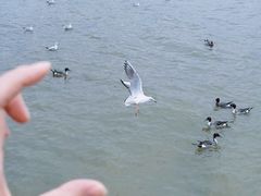 -深圳湾公园(南山区)