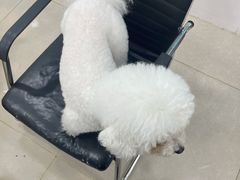 -佳雯宠物医院·皮肤科·内外科(春晓路分院)