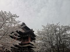 -西安青龙寺遗址景区