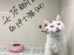 -lincat·猫舍(广州店)