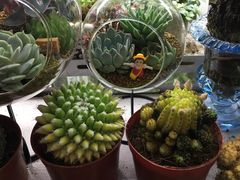 -万商花鸟市场