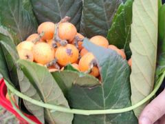 -塘栖枇杷特色园区