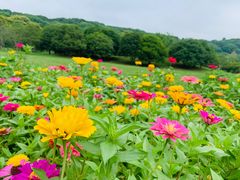 -苏州上方山国家森林公园