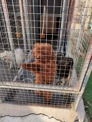 -萌宠亲子动物乐园(槐房万达店)