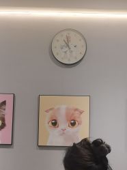 -洗脸猫·洗脸吧