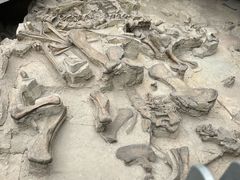 -自贡恐龙博物馆