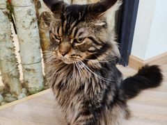 -酷豆宠物咖啡·宠物美食·撸猫馆