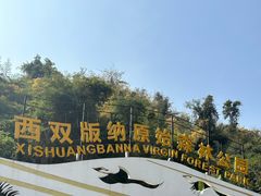 -西双版纳原始森林公园